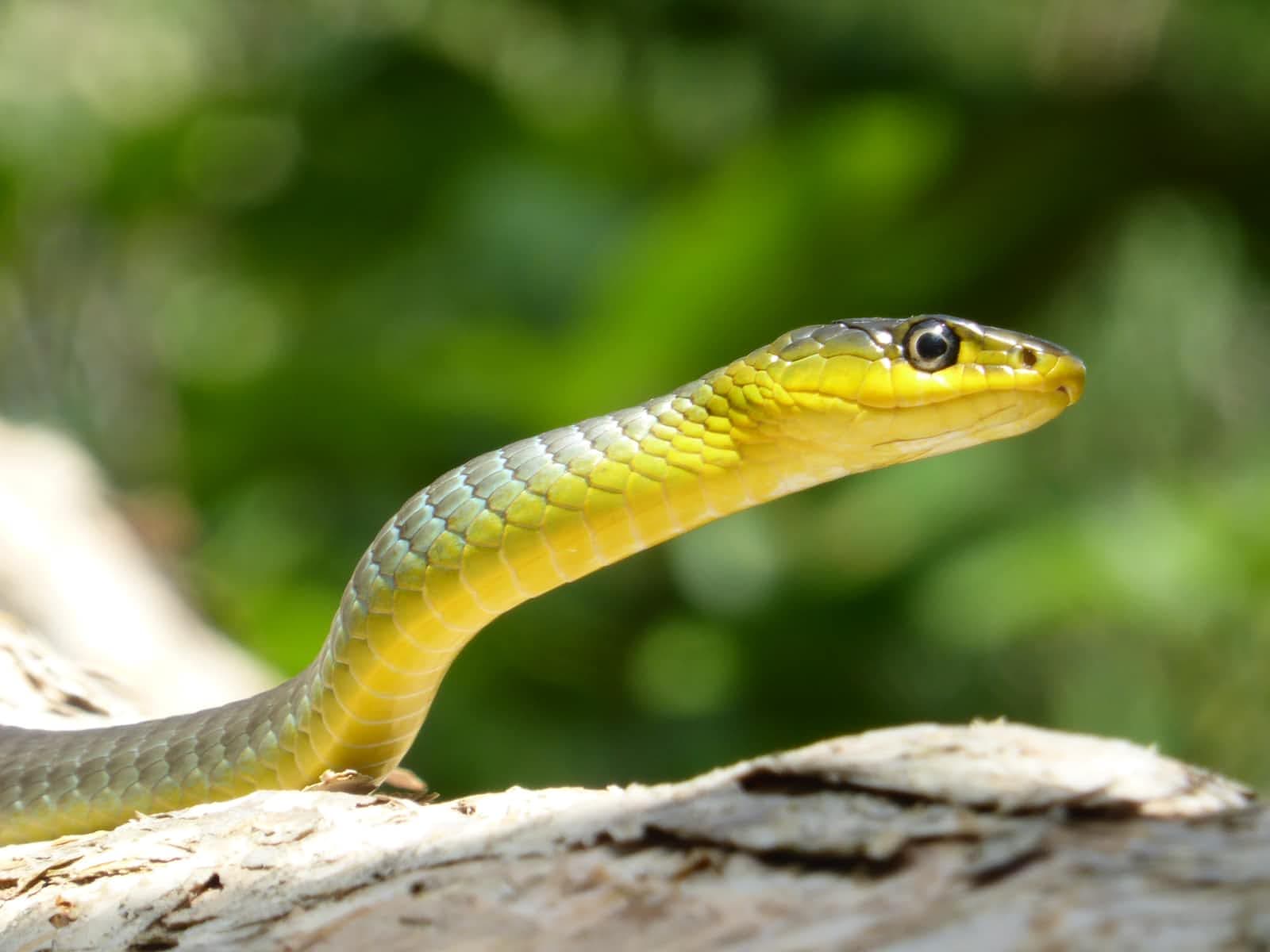 Python toolchains in rules_python